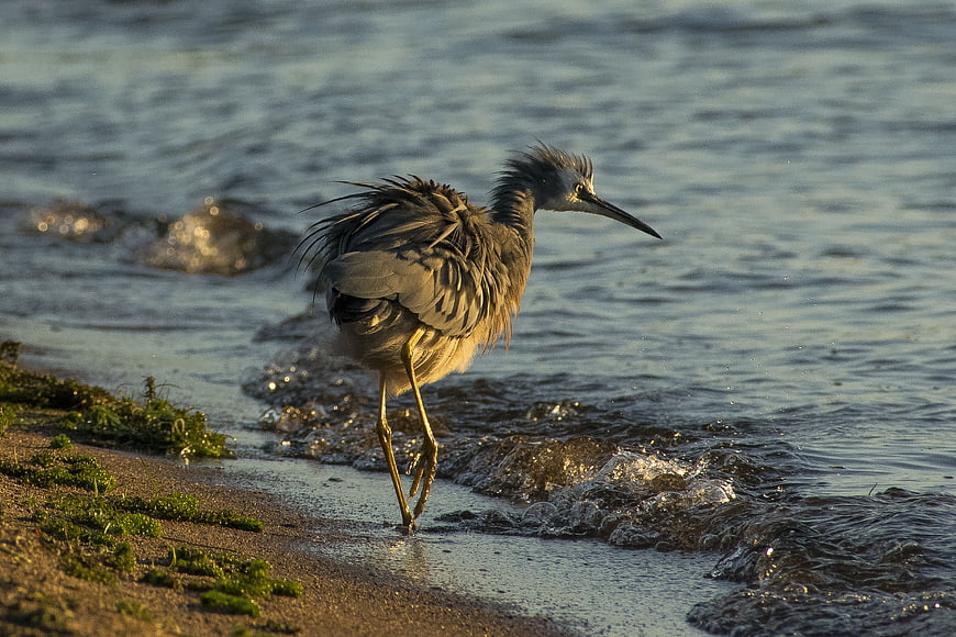 Yellow-crowned Night Heron Walking on Sandy Beach Shore