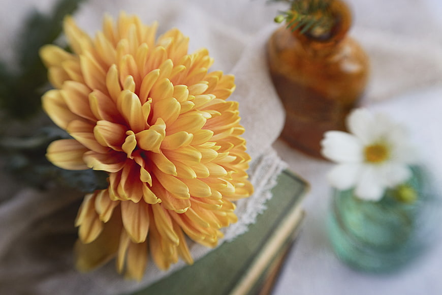 Close-up of yellow chrysanthemum flower on vintage book