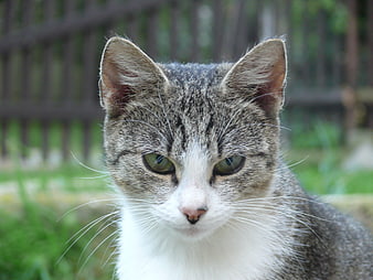 Close-up portrait of a grey and white tabby cat outdoors