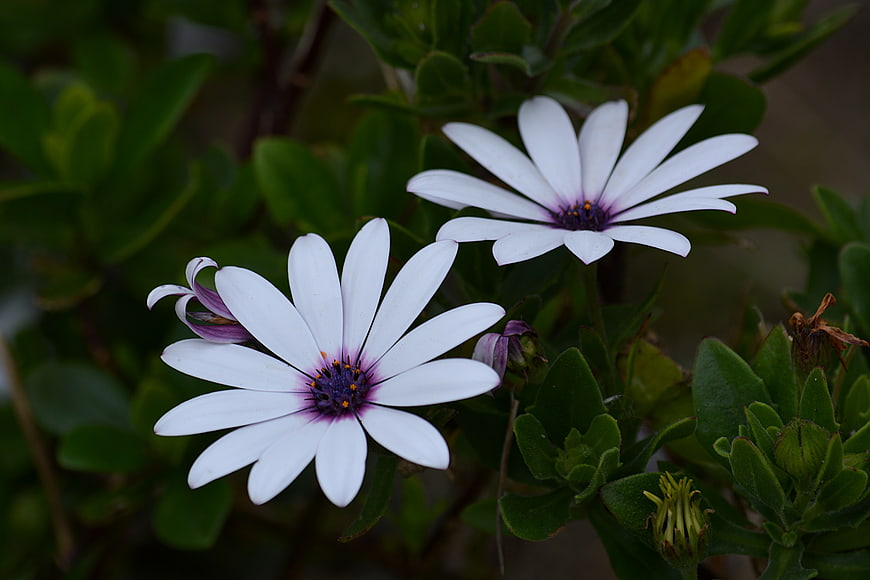 White Osteospermum Flowers with Purple Centers in Garden