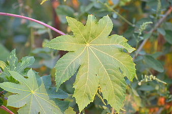 Close-up of green castor bean leaf with serrated edges