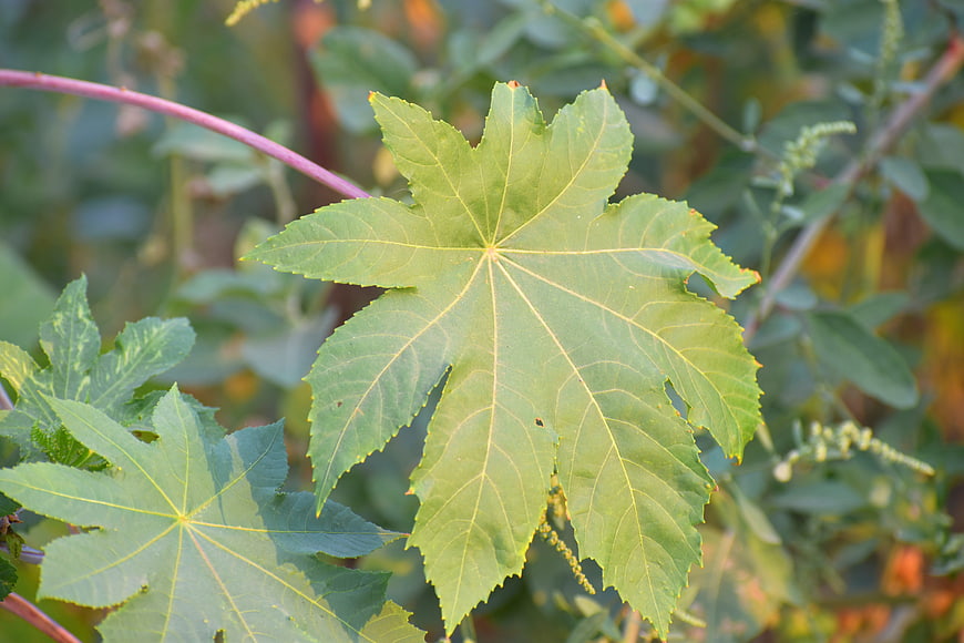 Close-up of green castor bean leaf with serrated edges