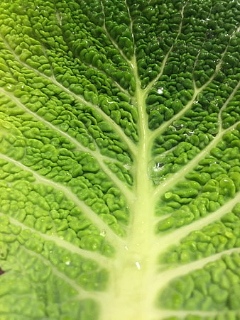 Close-up of fresh green savoy cabbage leaf texture