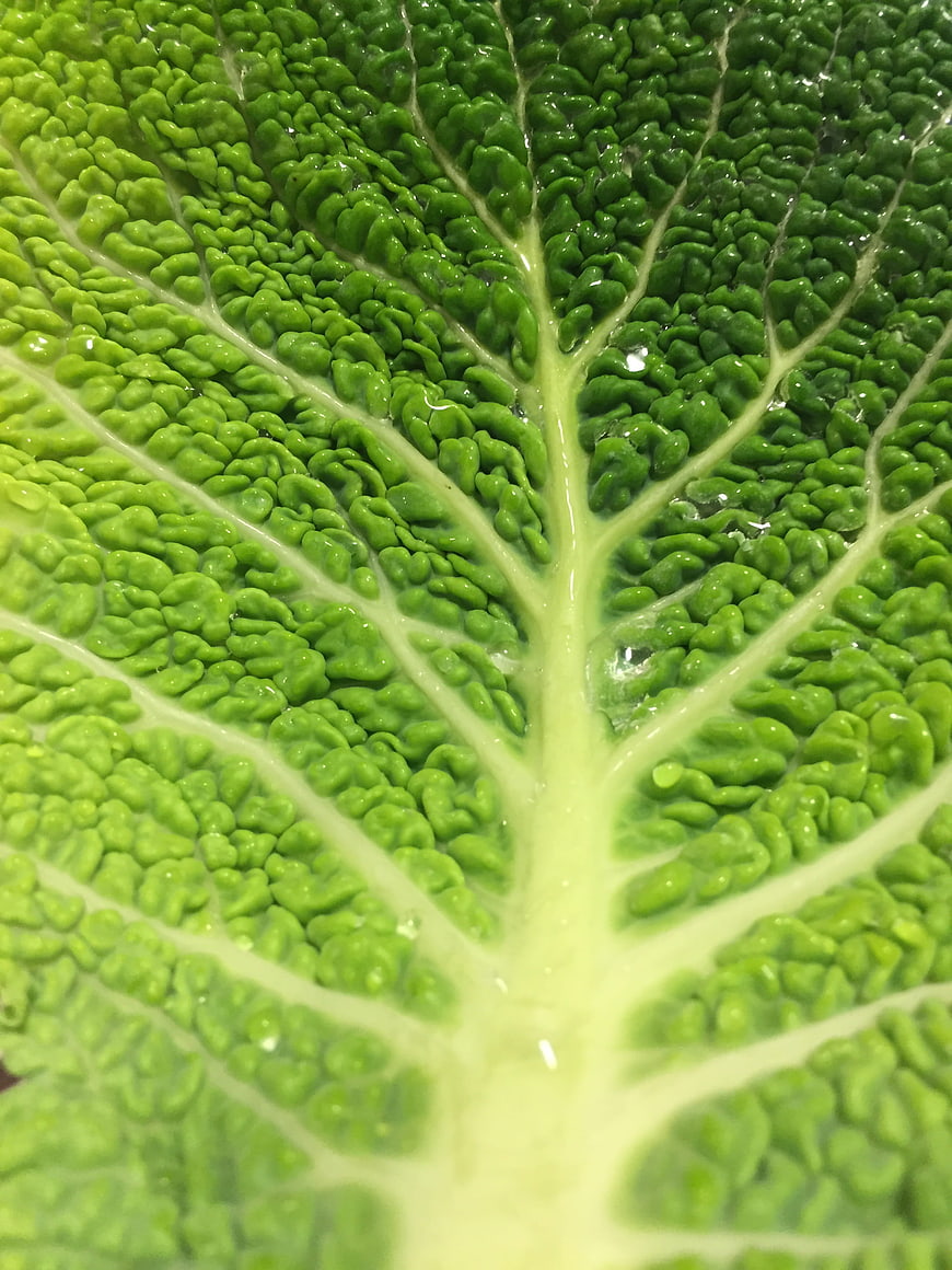 Close-up of fresh green savoy cabbage leaf texture