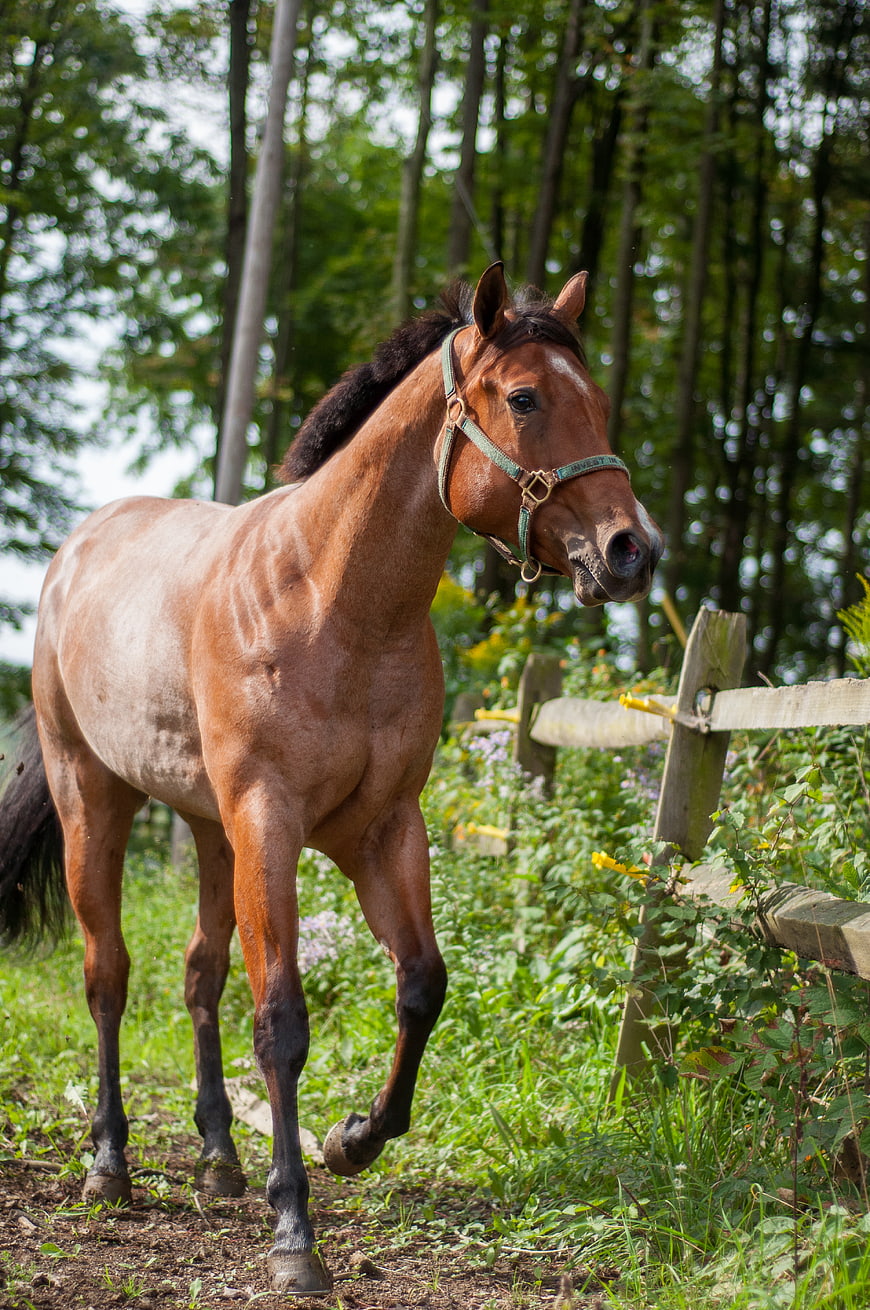 Brown Horse Walking Along Wooden Fence in Forest