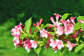 Pink Weigela Flowers Blooming on a Green Branch