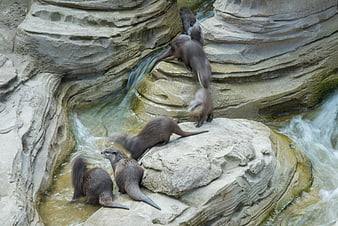 Group of otters climbing rocks in zoo enclosure