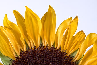 Close-up of vibrant yellow sunflower petals and dark center