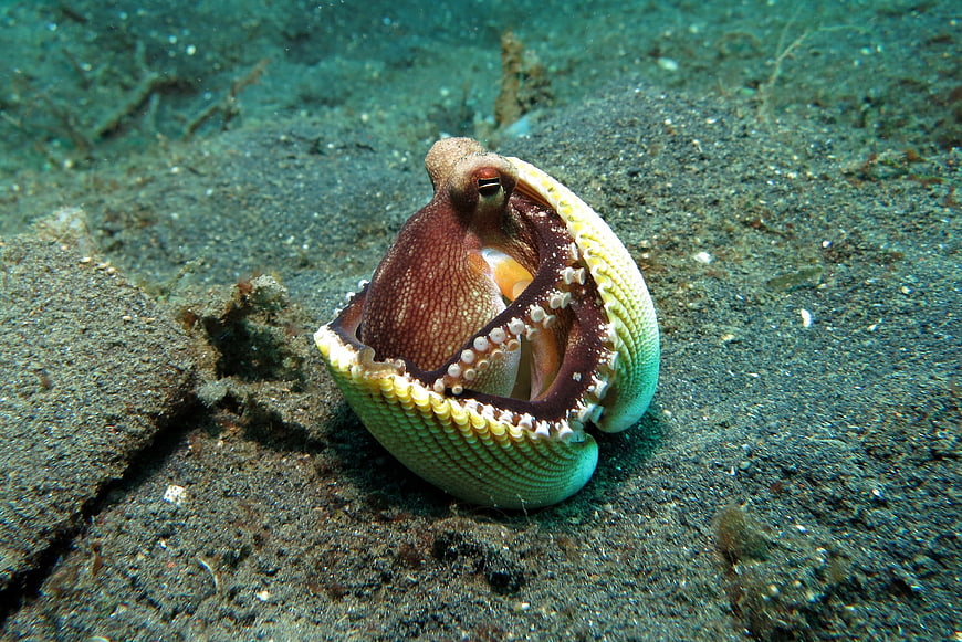 Veined octopus hiding in a clam shell underwater