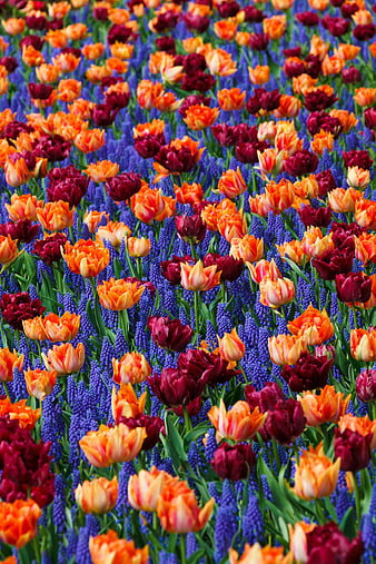 Vibrant field of orange tulips and purple hyacinths