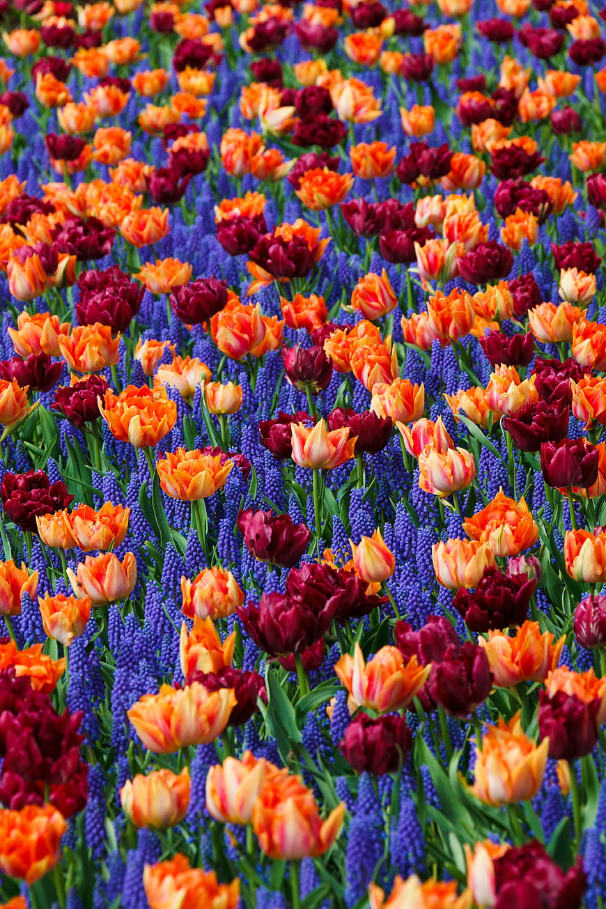 Vibrant field of orange tulips and purple hyacinths