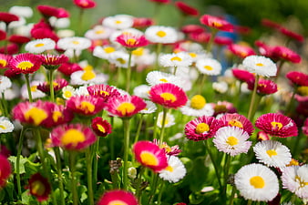 Vibrant pink and white daisies blooming in a sunny garden