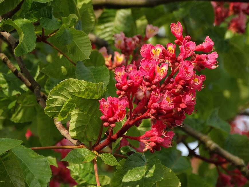 Vibrant Red Horse Chestnut Blossoms in Spring