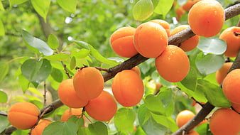 Fresh Ripe Apricots Growing On A Tree Branch With Green Leaves