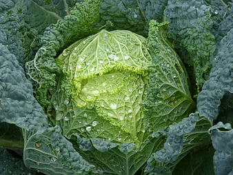 Close-Up of Fresh Savoy Cabbage with Water Droplets