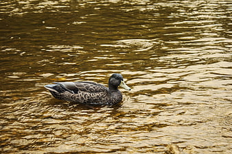 Dark Duck Swimming in Golden Rippling Water