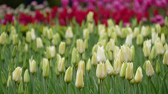 Field of White Tulips with Red Background