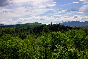 Lush Green Forest Landscape with Distant Mountains and Blue Sky
