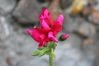 Close-up of vibrant pink flower with blurred background