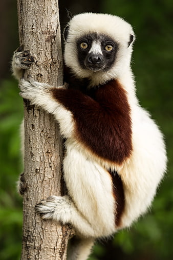 Coquerel's Sifaka Lemur Clinging to Tree Trunk