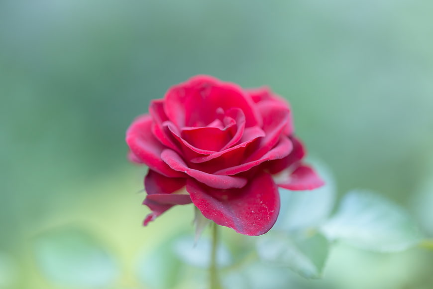 Close-up of a vibrant red rose with blurred green background