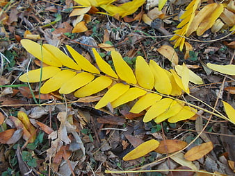 Bright yellow autumn leaves on forest floor