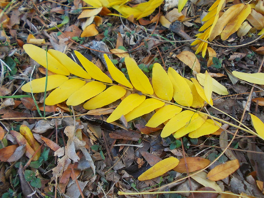 Bright yellow autumn leaves on forest floor