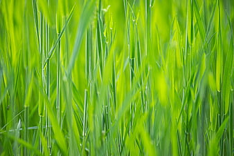 Vibrant Green Grass Close-Up with Shallow Depth of Field
