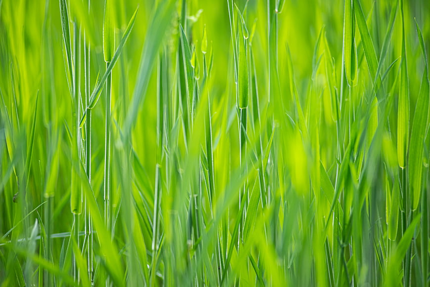Vibrant Green Grass Close-Up with Shallow Depth of Field
