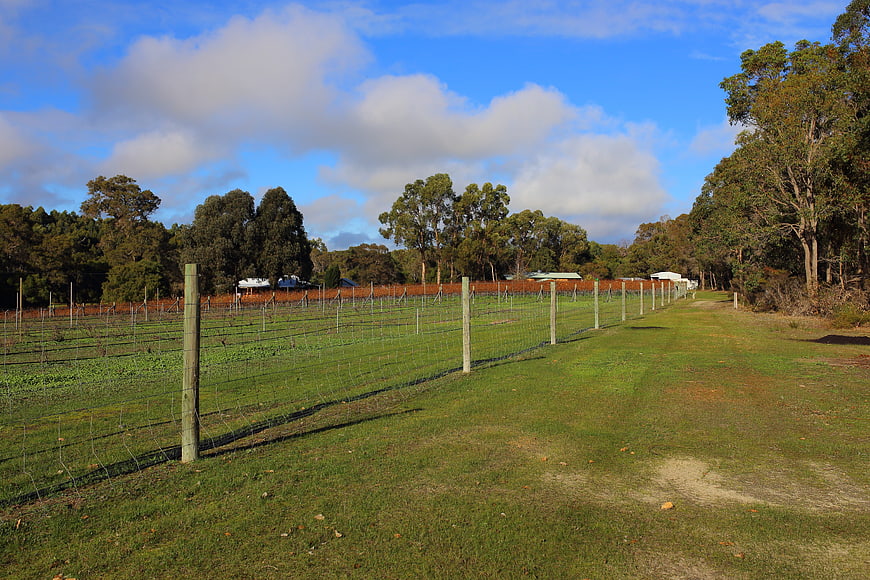 Rural vineyard landscape with fence and blue sky