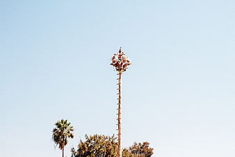 Climbers on Tall Wooden Pole Against Blue Sky