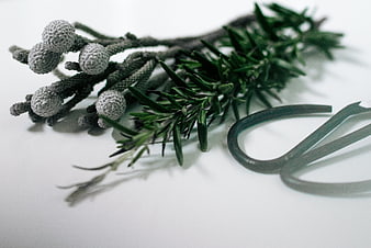 Fresh rosemary sprigs and garden shears on white background