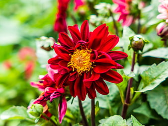 Vibrant Red Dahlia Flower with Yellow Center in Garden