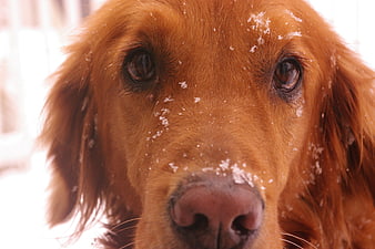 Close-up portrait of golden retriever with snow on nose
