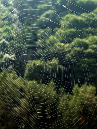 Delicate spider web with dew drops against blurred green forest background