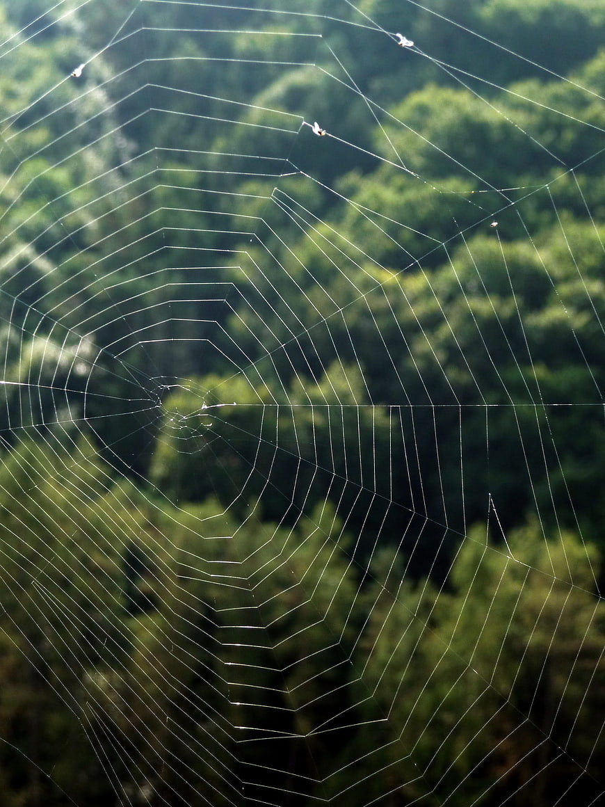 Delicate spider web with dew drops against blurred green forest background