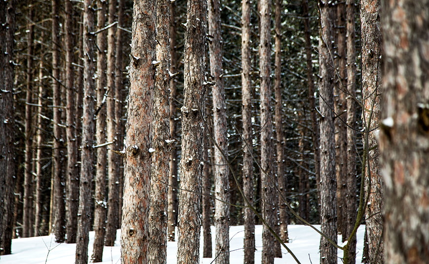 Winter Pine Forest with Snowy Ground and Vertical Trunks