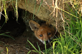Curious Fox Kit Peeking Out From Burrow In Grass