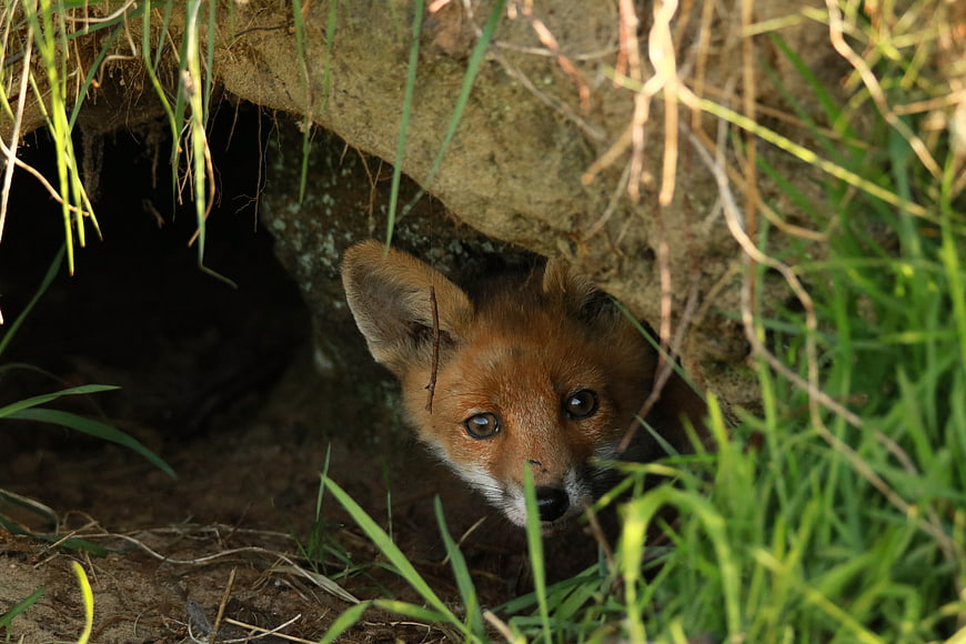 Curious Fox Kit Peeking Out From Burrow In Grass