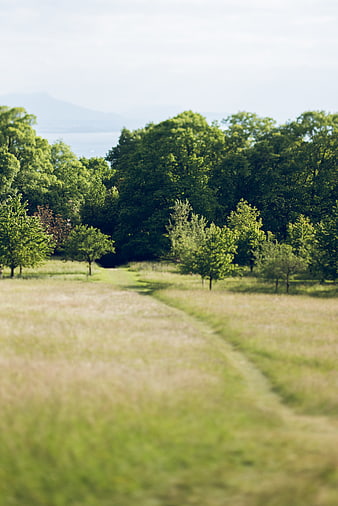 Sunny Meadow Path Leading to Green Forest and Distant Lake