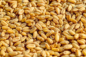 Close-up of golden wheat kernels texture background