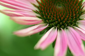 Macro Close-Up of Pink Coneflower with Green Spiky Center
