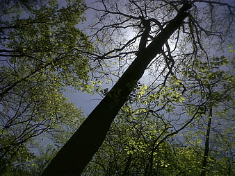 Low angle view of tree trunk and branches against blue sky