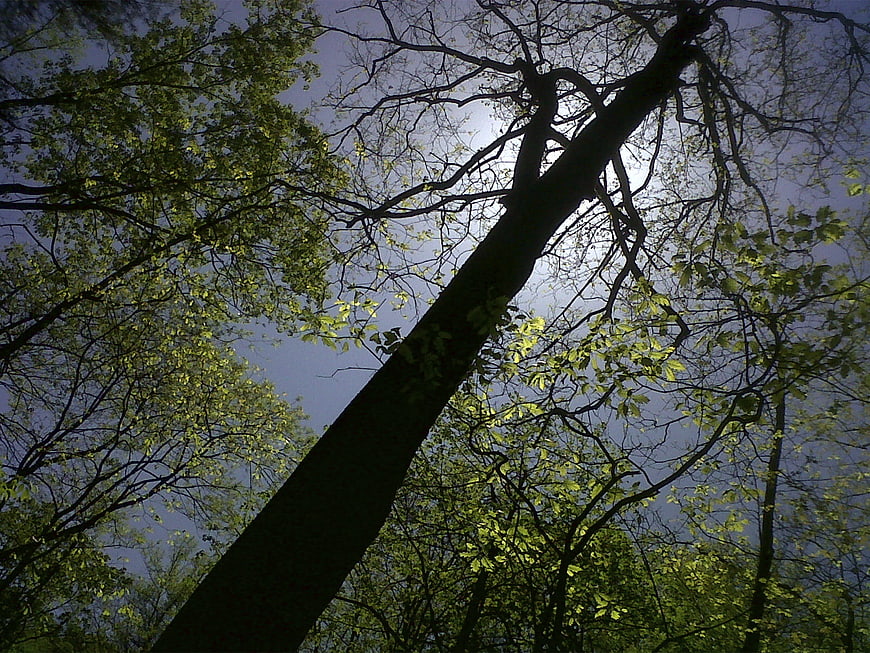 Low angle view of tree trunk and branches against blue sky