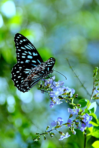 Blue-spotted butterfly perched on delicate purple flowers in a lush garden