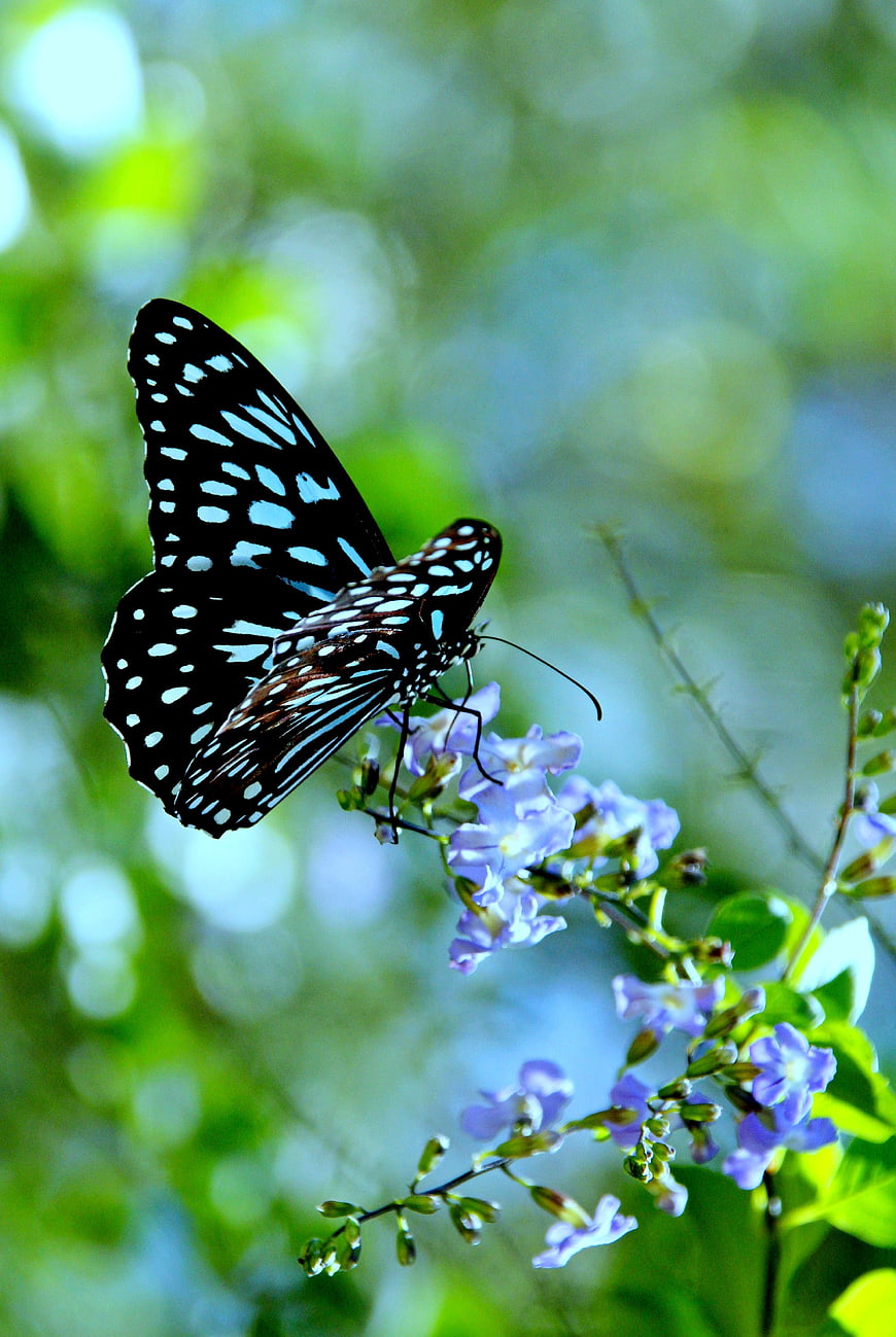 Blue-spotted butterfly perched on delicate purple flowers in a lush garden