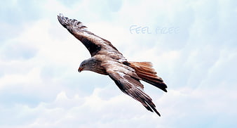 Raptor soaring in cloudy sky with freedom text overlay
