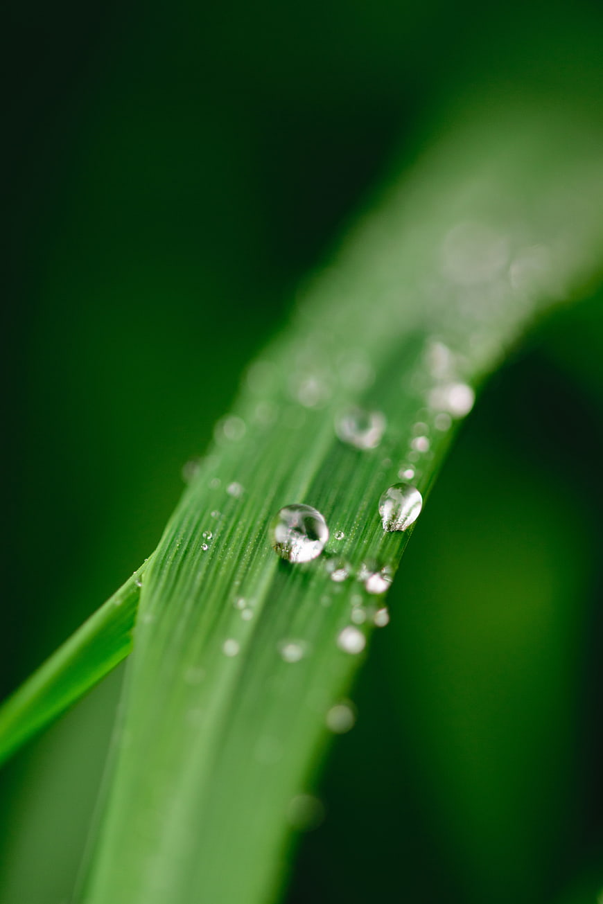Macro shot of dew drops on a green grass blade