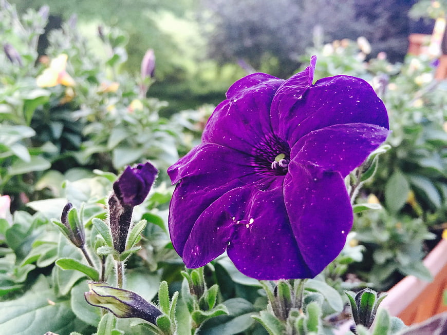 Close-up of vibrant purple petunia flower in garden