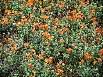 Vibrant Orange California Poppies in Natural Garden Setting